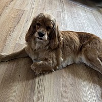 adopt-pet