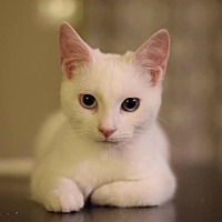 friends for life cat rescue