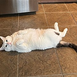 Photo of Kitty- courtesy