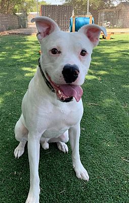 Cedar Rapids, IA - Boxer/American Pit Bull Terrier. Meet Mac a Pet for ...