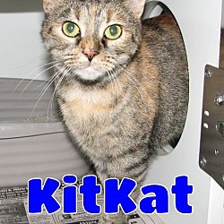 Thumbnail photo of #5290 KitKat #1