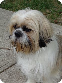 Urbana Oh Lhasa Apso Meet Brady A Pet For Adoption Lhasa Apso Meet Brady A Pet