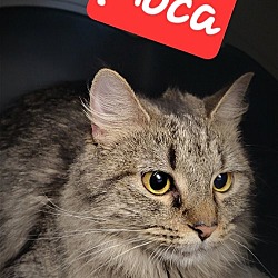 Photo of Moca