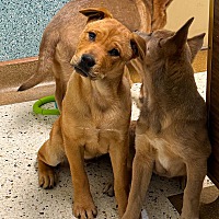 adopt a pet