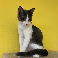 adopt a pet