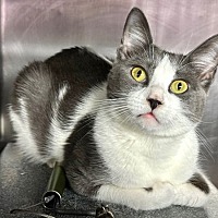 adopt a pet