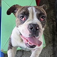 adopt a pet