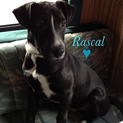 Thumbnail photo of Rascal #2