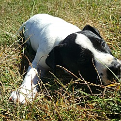 Thumbnail photo of Daisy-adoption pending #3