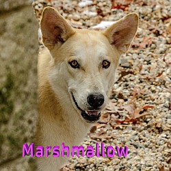 Thumbnail photo of Marshmallow #1