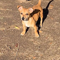 Corgi Puppies For Sale In San Diego California Adoptapet Com