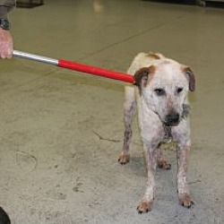 Olive Branch Animal Shelter In Olive Branch Mississippi