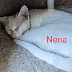Thumbnail photo of Nena #2