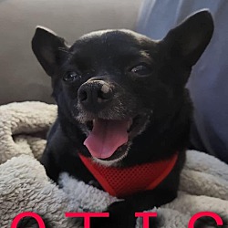 Thumbnail photo of Otis #4