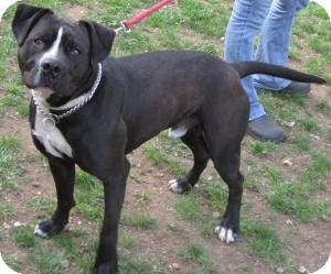 Adorable American Bulldog Lab Mix Puppies For Sale