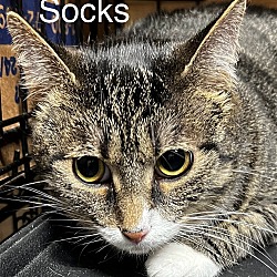 Photo of Socks