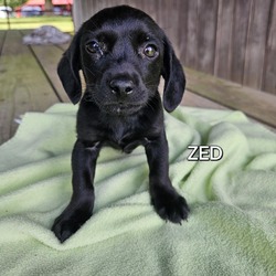 Photo of Zed