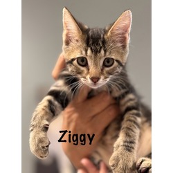 Photo of ziggy