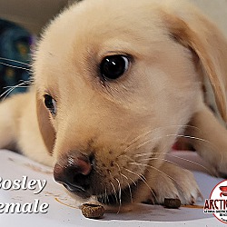 Thumbnail photo of Bosley #2