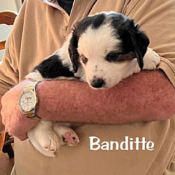 Thumbnail photo of BANDITTE #1