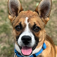 adopt a pet