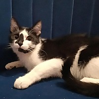 adopt a pet