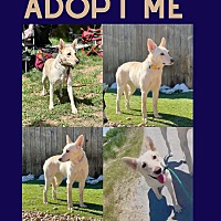 adopt a pet