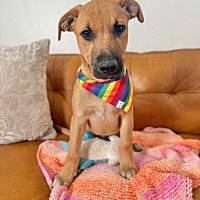 adopt a pet