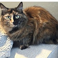 adopt-pet