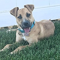 adopt a pet