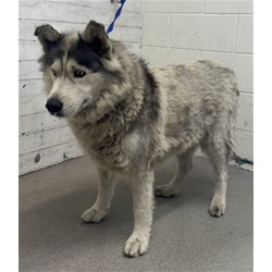 Photo of Sadie, adoptable Husky in San Bernardino, California