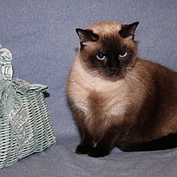Thumbnail photo of Chairman Meow (Neutered) #1