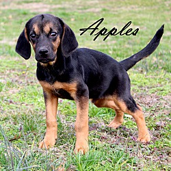 Thumbnail photo of Apples~adopted! #2
