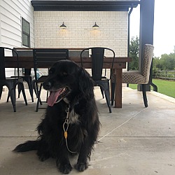 Puppies For Sale In Cabot Arkansas Adoptapet Com