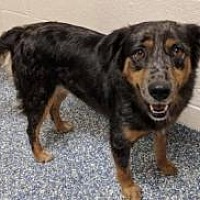 Available Pets At Angels Among Us Pet Rescue Inc In Alpharetta Georgia