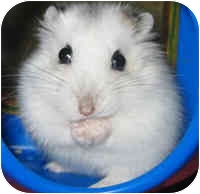Lewisville Tx Hamster Meet Winter White Hamsters A Pet For