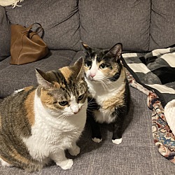 Photo of Maggie and Millie (Calico and Torti - tabby)