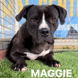 Thumbnail photo of Maggie A2109796 #3