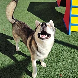 Photo of Tate- $75 Adoption Fee! Diamond Dog!