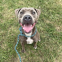adopt a pet