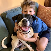 adopt a pet