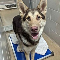 adopt a pet