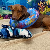 adopt a pet