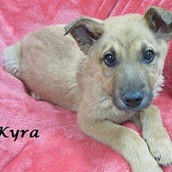 Thumbnail photo of Kyra #3