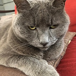 Russian Blue Kittens In San Francisco Susan