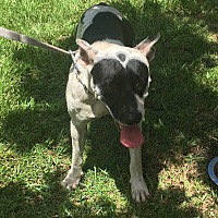 Boxer Puppies For Sale In Winter Haven Florida Adoptapet Com