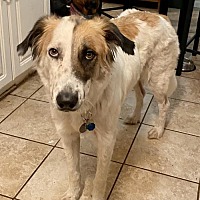 adopt a pet com
