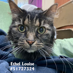 Photo of Ethel Louise - Stray