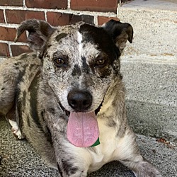 Photo of Dandy