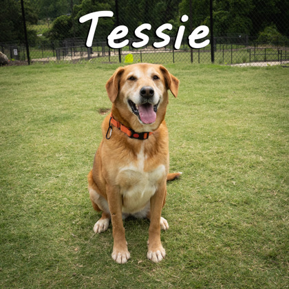 Photo of Tessie*